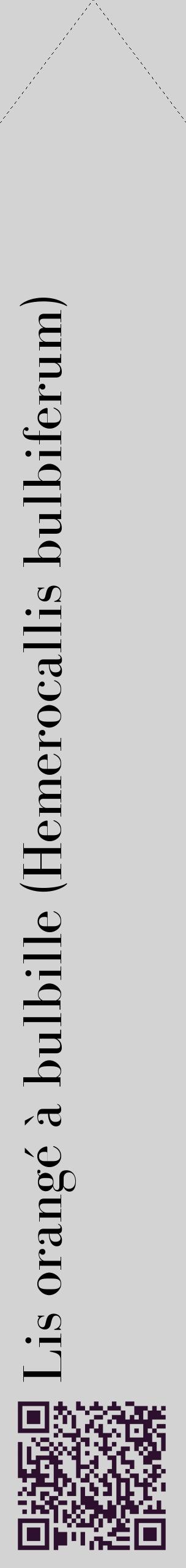 Étiquette de : Hemerocallis bulbiferum - format c - style noire56_simplebod avec qrcode et comestibilité