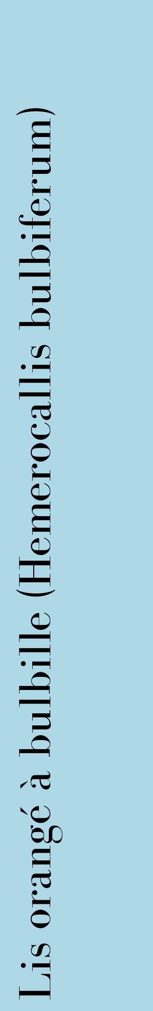 Étiquette de : Hemerocallis bulbiferum - format c - style noire0_basiquebod avec comestibilité