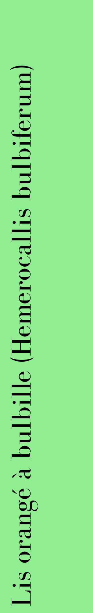 Étiquette de : Hemerocallis bulbiferum - format c - style noire15_basiquebod avec comestibilité