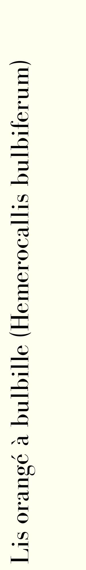 Étiquette de : Hemerocallis bulbiferum - format c - style noire19_basiquebod avec comestibilité