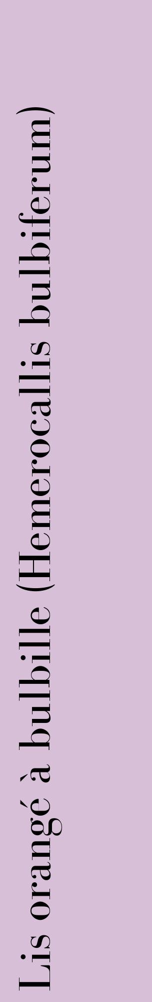 Étiquette de : Hemerocallis bulbiferum - format c - style noire54_basiquebod avec comestibilité