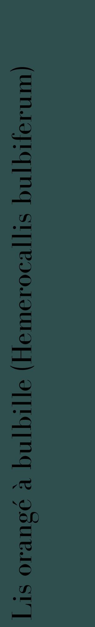 Étiquette de : Hemerocallis bulbiferum - format c - style noire58_basiquebod avec comestibilité