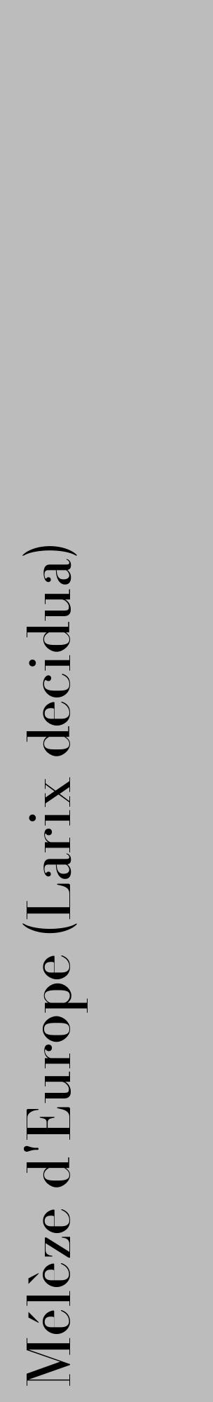 Étiquette de : Larix decidua - format c - style noire1_basique_basiquebod avec comestibilité - position verticale