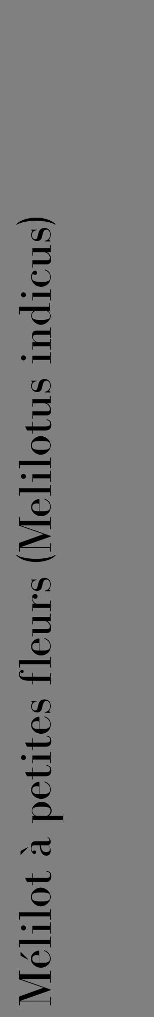 Étiquette de : Melilotus indicus - format c - style noire57_basiquebod avec comestibilité