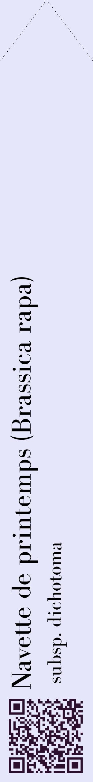 Étiquette de : Brassica rapa subsp. dichotoma - format c - style noire55_simplebod avec qrcode et comestibilité