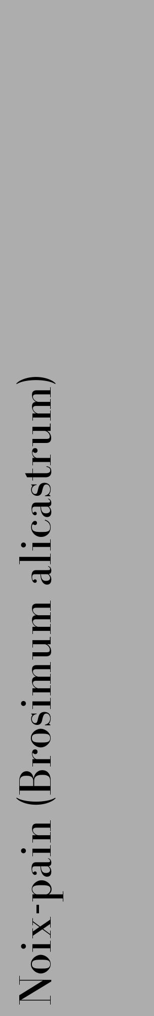 Étiquette de : Brosimum alicastrum - format c - style noire22_basique_basiquebod avec comestibilité - position verticale