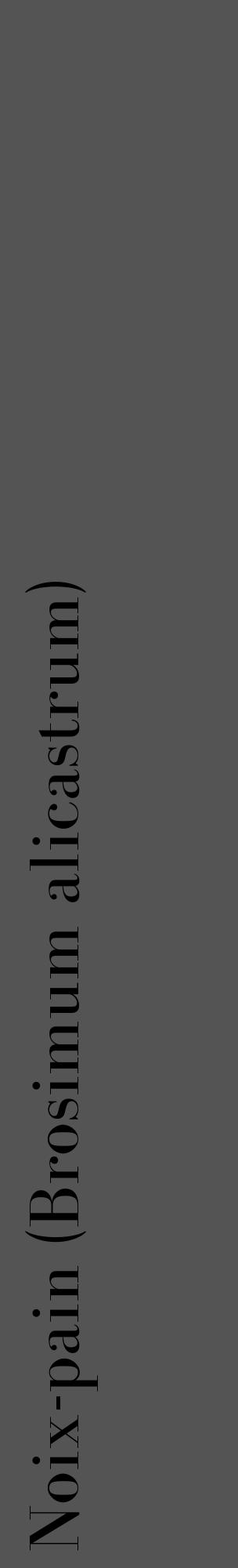 Étiquette de : Brosimum alicastrum - format c - style noire36_basique_basiquebod avec comestibilité - position verticale