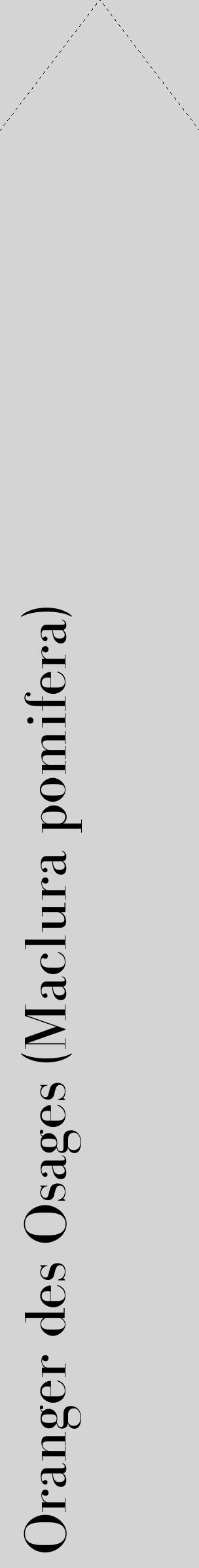 Étiquette de : Maclura pomifera - format c - style noire40_simple_simplebod avec comestibilité - position verticale