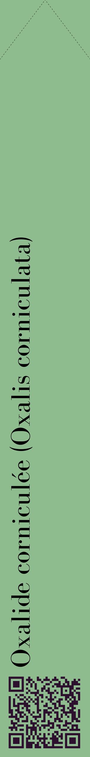 Étiquette de : Oxalis corniculata - format c - style noire13_simplebod avec qrcode et comestibilité