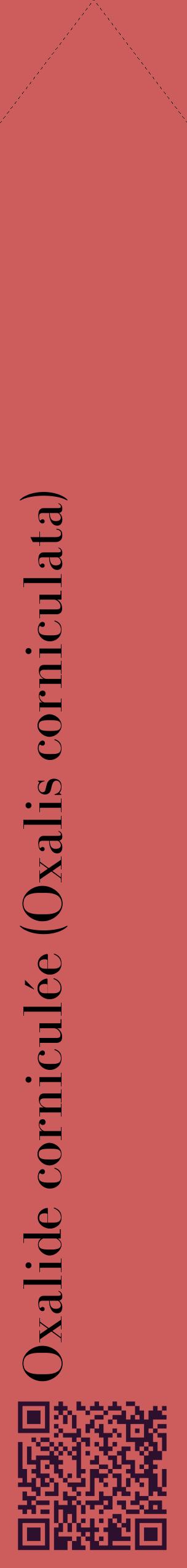Étiquette de : Oxalis corniculata - format c - style noire35_simplebod avec qrcode et comestibilité