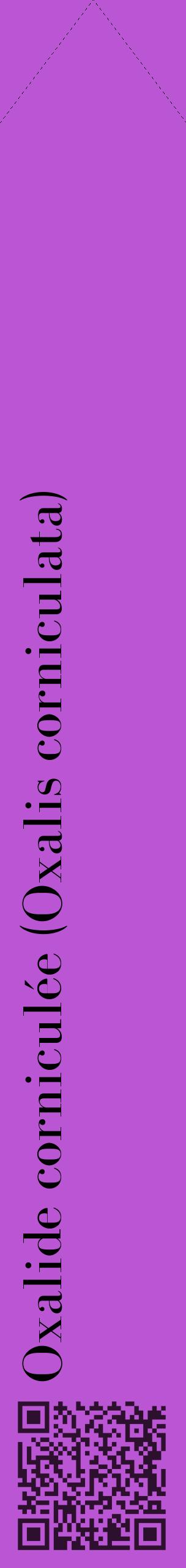 Étiquette de : Oxalis corniculata - format c - style noire50_simplebod avec qrcode et comestibilité