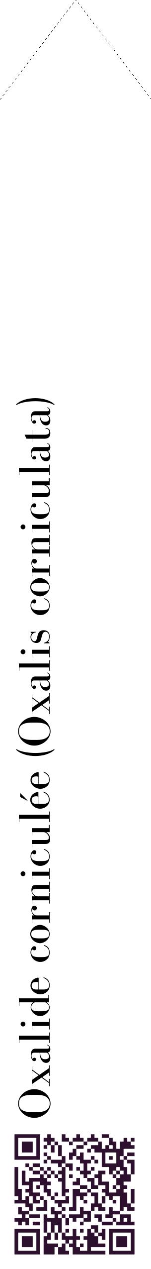 Étiquette de : Oxalis corniculata - format c - style noire60_simplebod avec qrcode et comestibilité