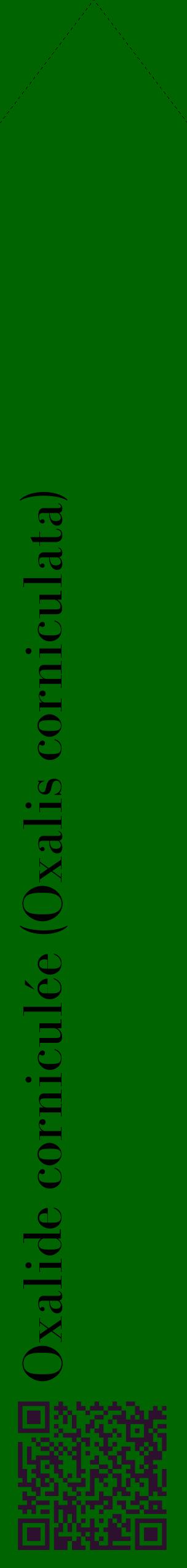 Étiquette de : Oxalis corniculata - format c - style noire8_simplebod avec qrcode et comestibilité