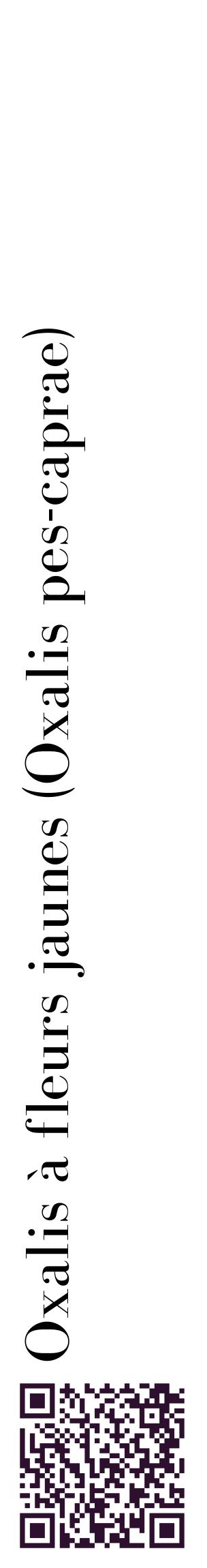 Étiquette de : Oxalis pes-caprae - format c - style noire60_basiquebod avec qrcode et comestibilité