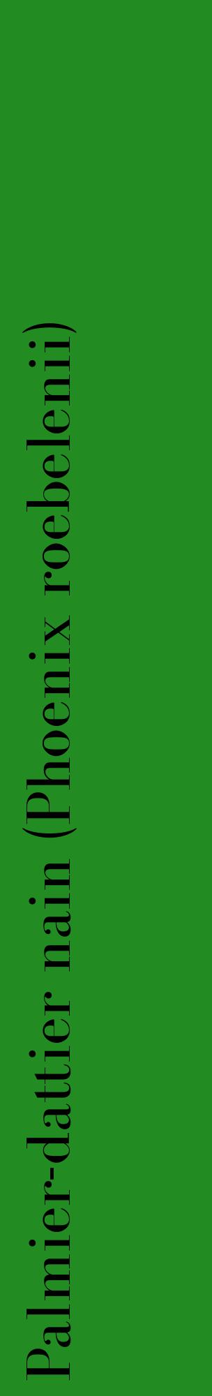 Étiquette de : Phoenix roebelenii - format c - style noire10_basiquebod avec comestibilité