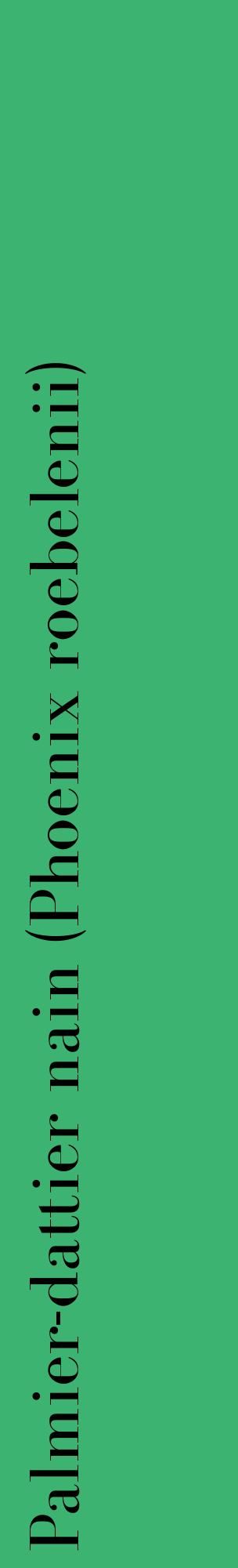Étiquette de : Phoenix roebelenii - format c - style noire12_basiquebod avec comestibilité