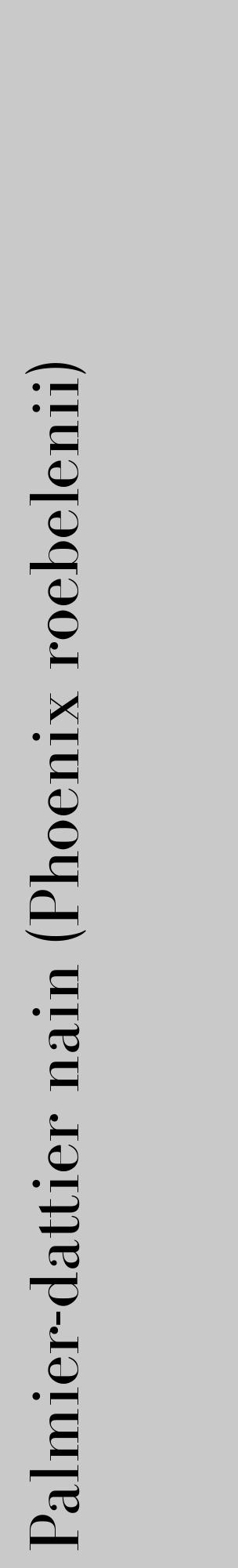 Étiquette de : Phoenix roebelenii - format c - style noire54_basique_basiquebod avec comestibilité - position verticale