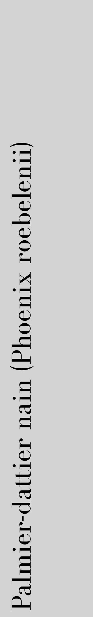 Étiquette de : Phoenix roebelenii - format c - style noire56_basiquebod avec comestibilité