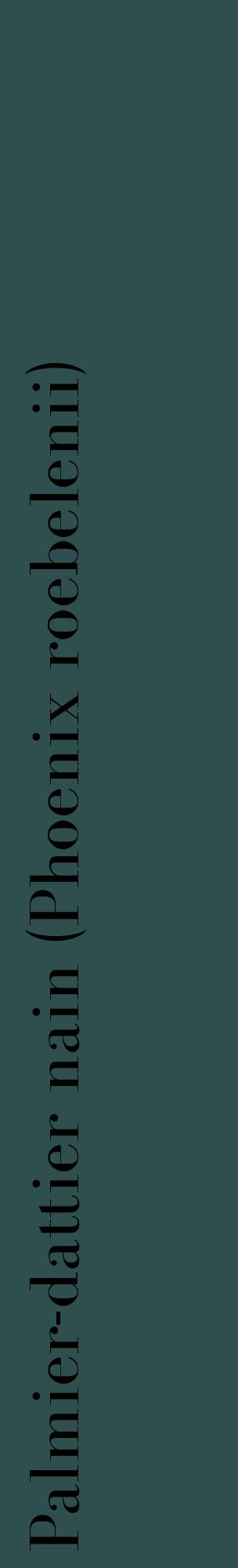 Étiquette de : Phoenix roebelenii - format c - style noire58_basiquebod avec comestibilité