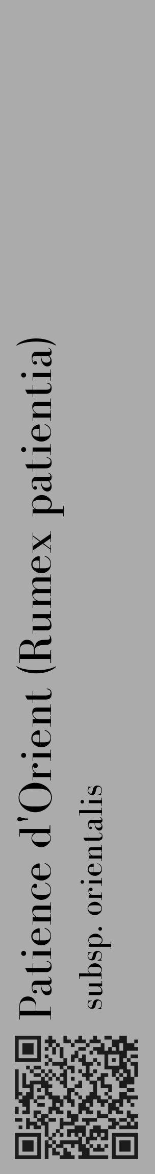 Étiquette de : Rumex patientia subsp. orientalis - format c - style noire37_basique_basiquebod avec qrcode et comestibilité - position verticale