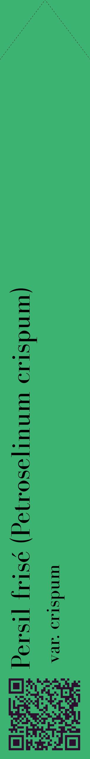 Étiquette de : Petroselinum crispum var. crispum - format c - style noire12_simplebod avec qrcode et comestibilité