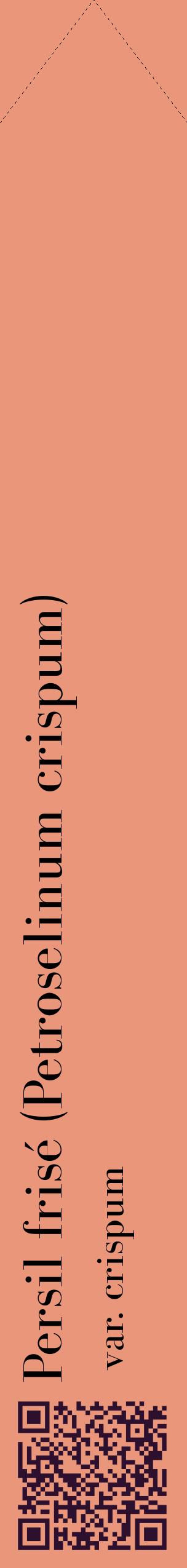 Étiquette de : Petroselinum crispum var. crispum - format c - style noire37_simplebod avec qrcode et comestibilité