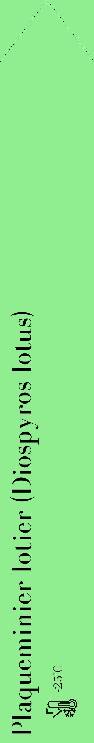 Étiquette de : Diospyros lotus - format c - style noire15_simple_simplebod avec comestibilité - position verticale