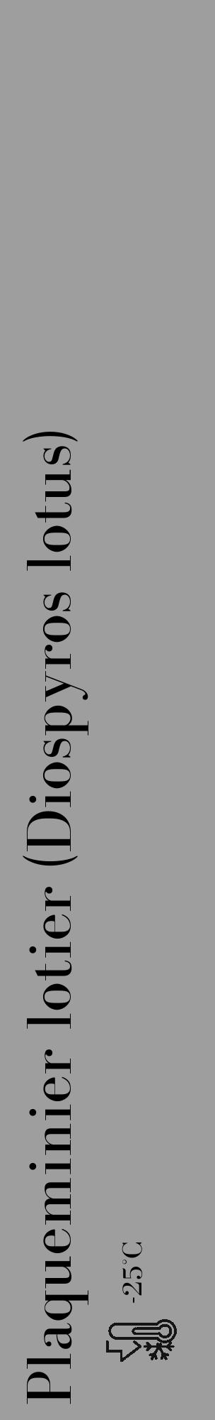 Étiquette de : Diospyros lotus - format c - style noire42_basique_basiquebod avec comestibilité - position verticale