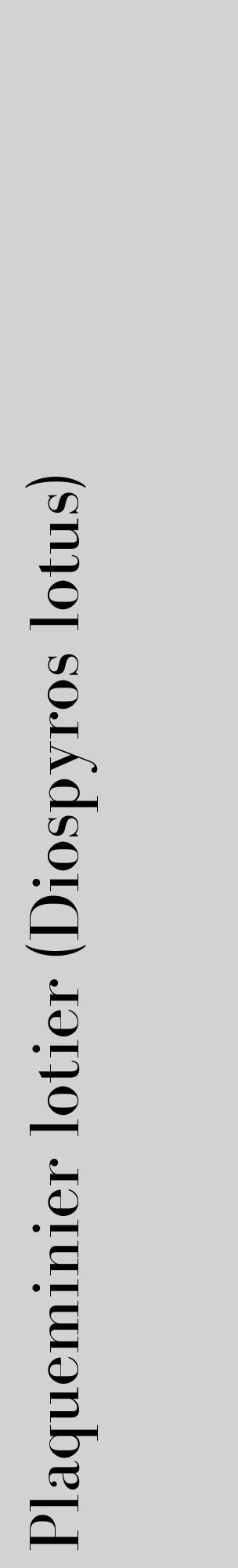 Étiquette de : Diospyros lotus - format c - style noire14_basique_basiquebod avec comestibilité - position verticale