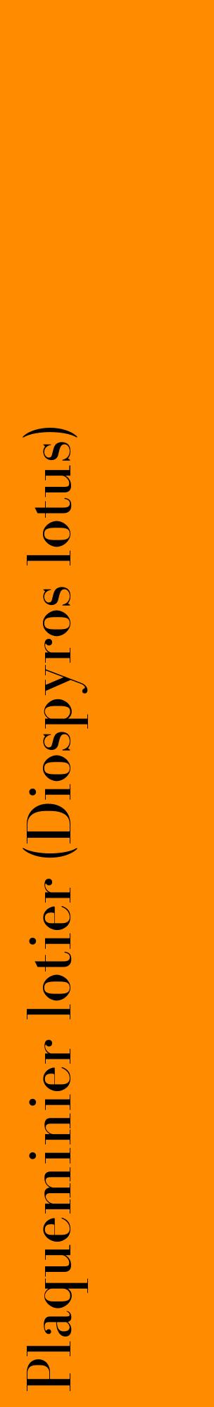 Étiquette de : Diospyros lotus - format c - style noire23_basiquebod avec comestibilité
