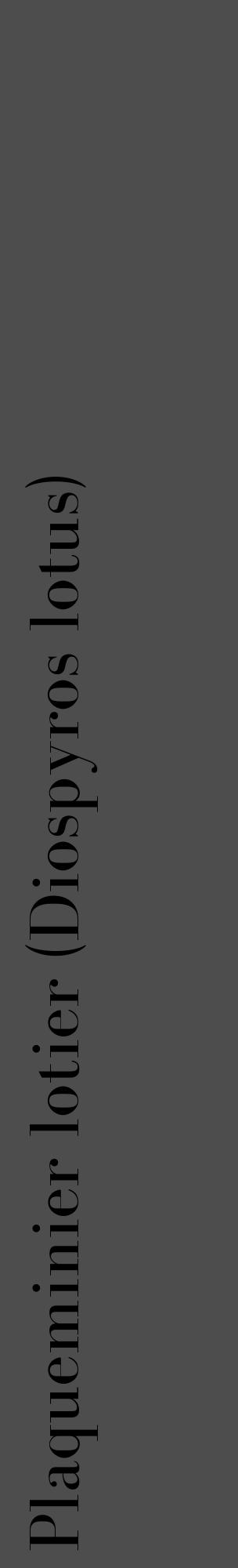 Étiquette de : Diospyros lotus - format c - style noire28_basique_basiquebod avec comestibilité - position verticale