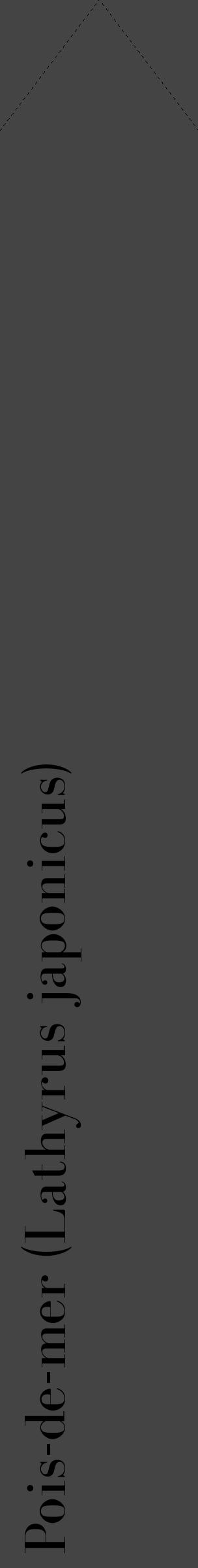 Étiquette de : Lathyrus japonicus - format c - style noire48_simple_simplebod avec comestibilité - position verticale