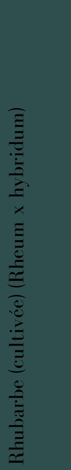 Étiquette de : Rheum x hybridum - format c - style noire58_basiquebod avec comestibilité