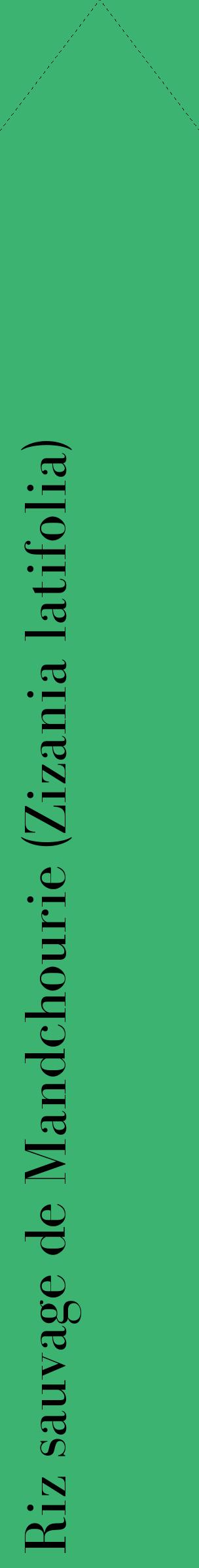 Étiquette de : Zizania latifolia - format c - style noire12_simplebod avec comestibilité