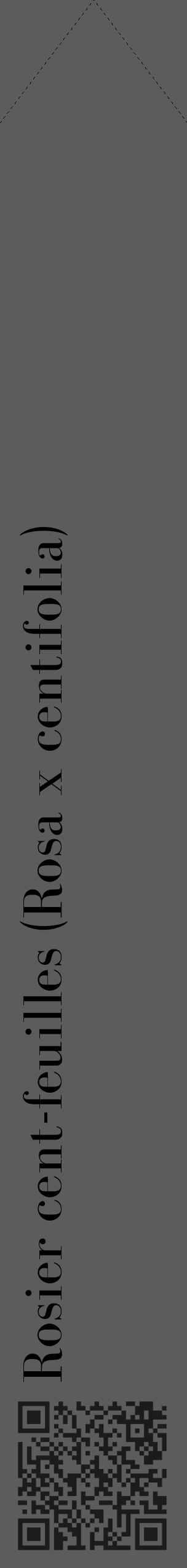 Étiquette de : Rosa x centifolia - format c - style noire49_simple_simplebod avec qrcode et comestibilité - position verticale