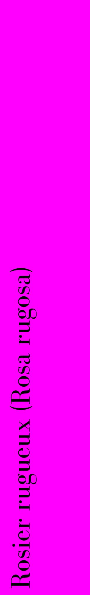 Étiquette de : Rosa rugosa - format c - style noire51_basiquebod avec comestibilité