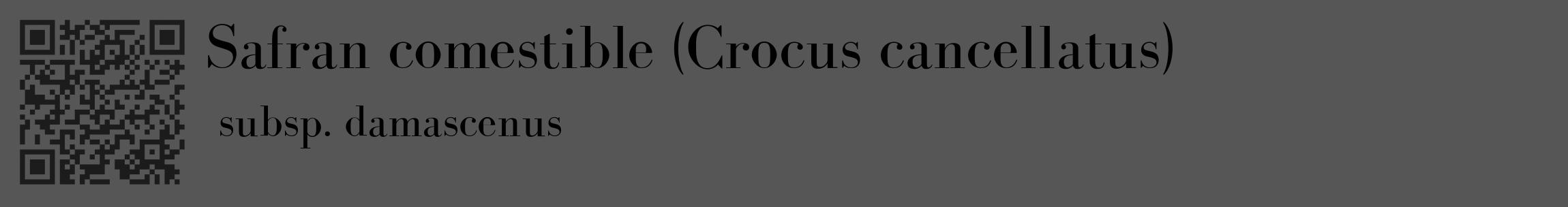 Étiquette de : Crocus cancellatus subsp. damascenus - format c - style noire45_basique_basiquebod avec qrcode et comestibilité