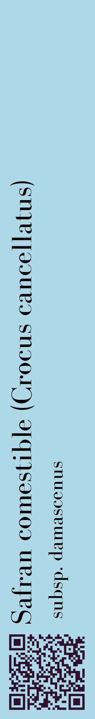 Étiquette de : Crocus cancellatus subsp. damascenus - format c - style noire0_basiquebod avec qrcode et comestibilité