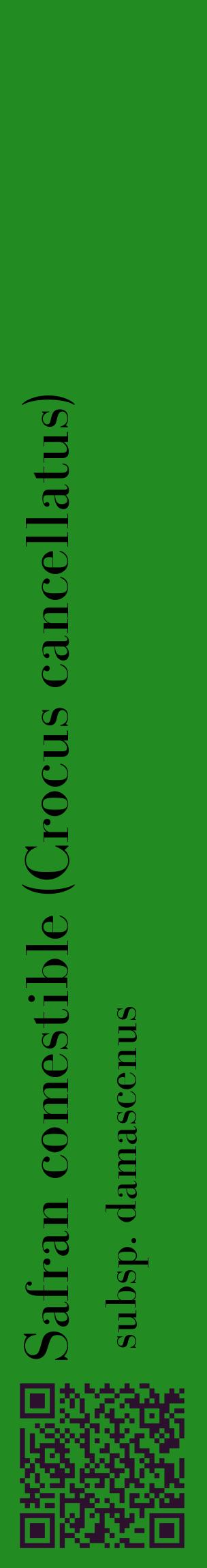 Étiquette de : Crocus cancellatus subsp. damascenus - format c - style noire10_basiquebod avec qrcode et comestibilité
