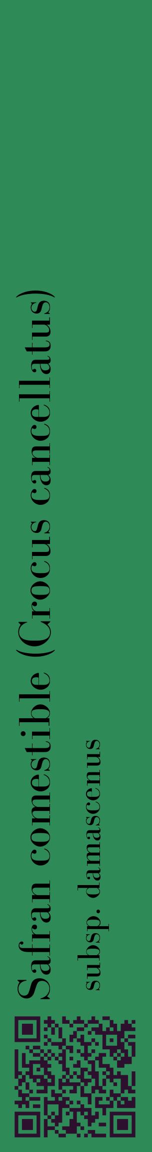 Étiquette de : Crocus cancellatus subsp. damascenus - format c - style noire11_basiquebod avec qrcode et comestibilité