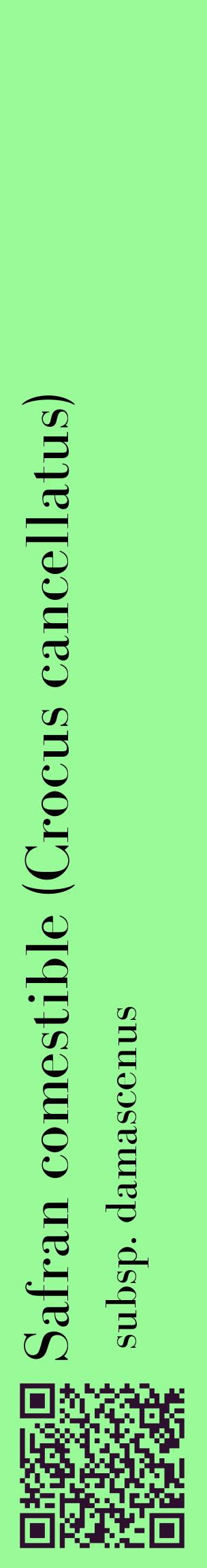 Étiquette de : Crocus cancellatus subsp. damascenus - format c - style noire14_basiquebod avec qrcode et comestibilité