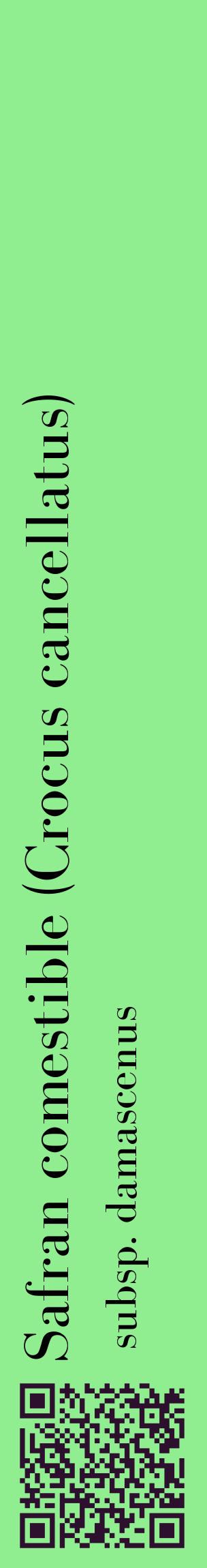 Étiquette de : Crocus cancellatus subsp. damascenus - format c - style noire15_basiquebod avec qrcode et comestibilité