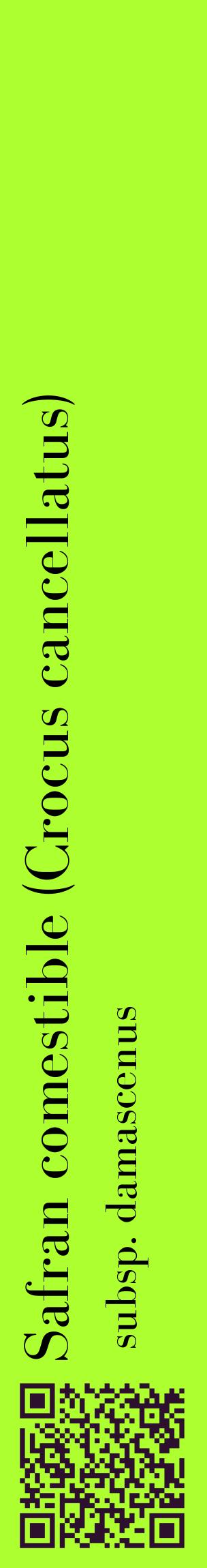 Étiquette de : Crocus cancellatus subsp. damascenus - format c - style noire17_basiquebod avec qrcode et comestibilité