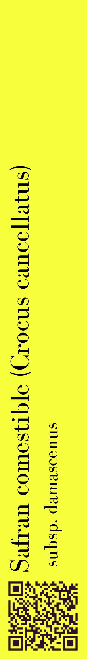 Étiquette de : Crocus cancellatus subsp. damascenus - format c - style noire18_basiquebod avec qrcode et comestibilité