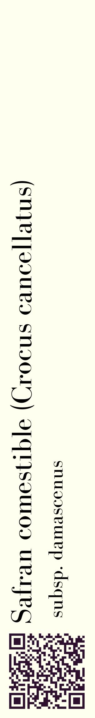 Étiquette de : Crocus cancellatus subsp. damascenus - format c - style noire19_basiquebod avec qrcode et comestibilité