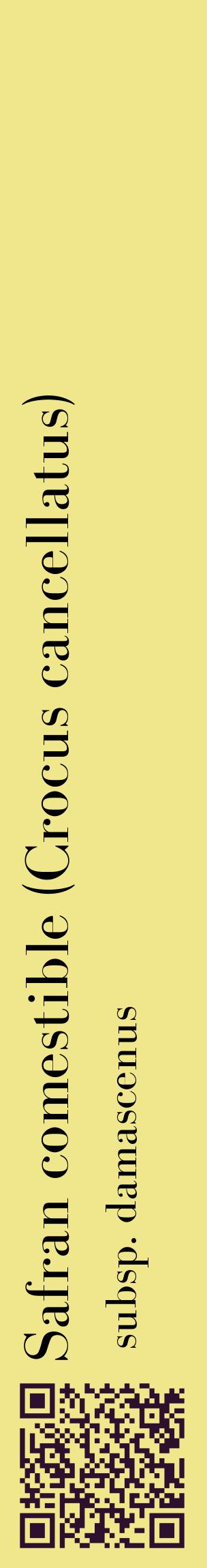 Étiquette de : Crocus cancellatus subsp. damascenus - format c - style noire20_basiquebod avec qrcode et comestibilité