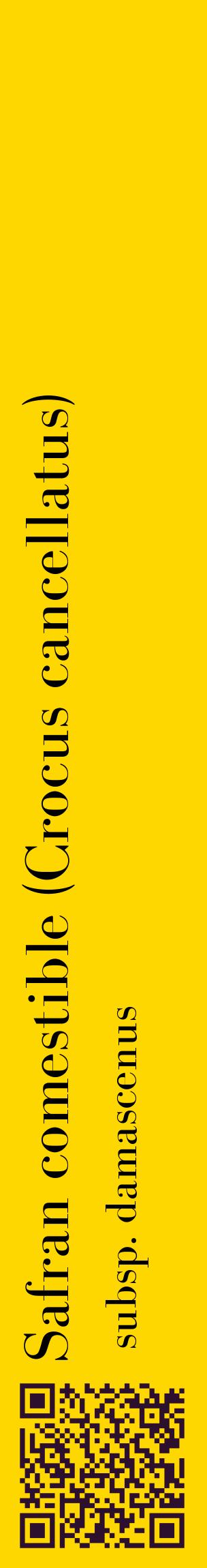 Étiquette de : Crocus cancellatus subsp. damascenus - format c - style noire21_basiquebod avec qrcode et comestibilité