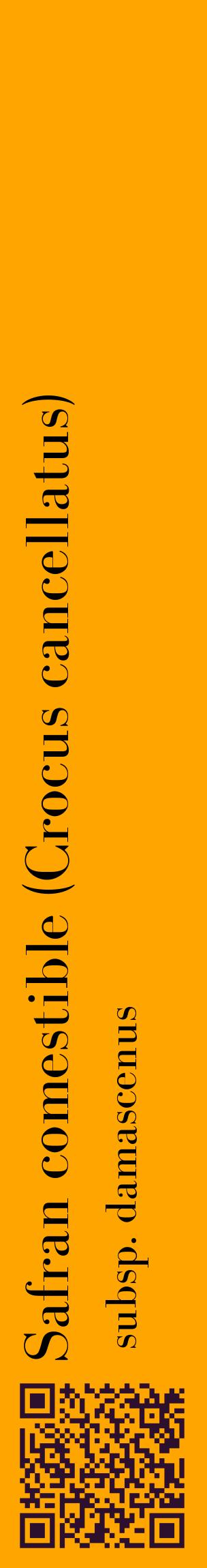 Étiquette de : Crocus cancellatus subsp. damascenus - format c - style noire22_basiquebod avec qrcode et comestibilité