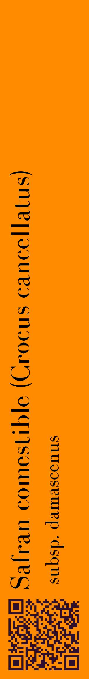 Étiquette de : Crocus cancellatus subsp. damascenus - format c - style noire23_basiquebod avec qrcode et comestibilité