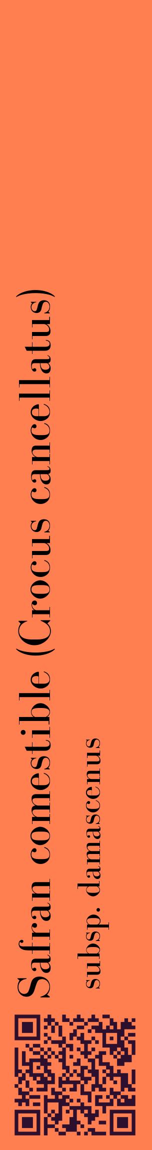 Étiquette de : Crocus cancellatus subsp. damascenus - format c - style noire24_basiquebod avec qrcode et comestibilité